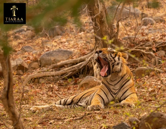 Unique Luxury Experiences at Wildlife Resorts Around Jim Corbett