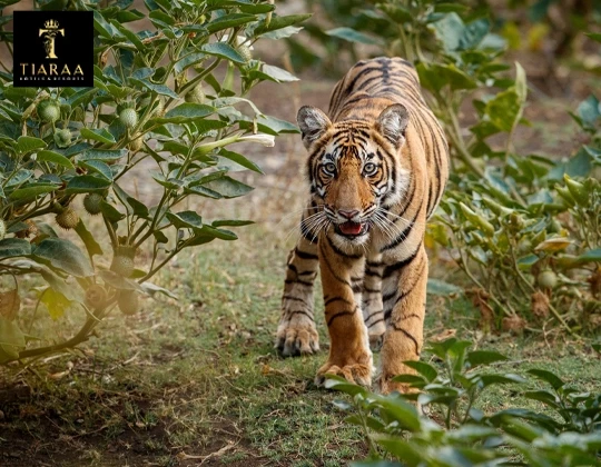 Top 10 Wildlife Resorts in Jim Corbett for Nature Enthusiasts