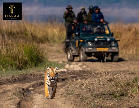 Jim Corbett National Park - A Complete Travel Guide