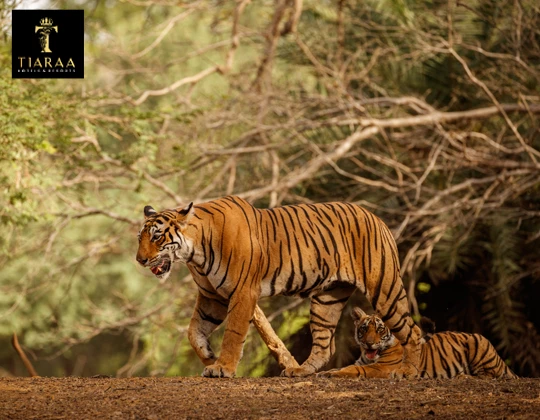 Jim Corbett National Park: A Travel Guide for Wildlife Enthusiasts